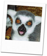 Azzubuike �Azzie� - Ringtail Lemur